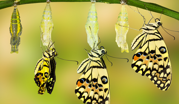 Transformation